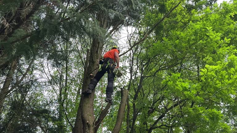  Sunset Hills, MO Tree Services Pros